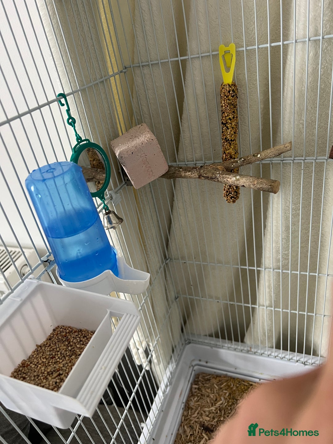 Budgerigars birds for sale: 2 beautiful budgies  - Image 5