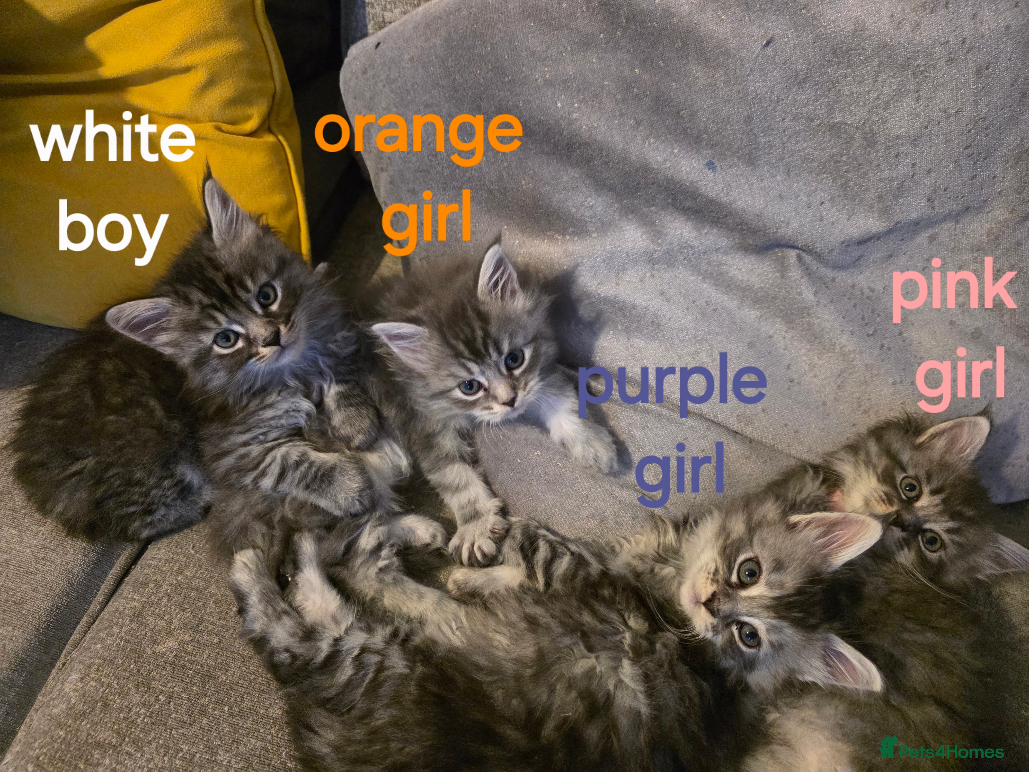 Maine Coon cats Pure maine coons kittens 2bs 3gs ready 14/2/26 - Advert 3