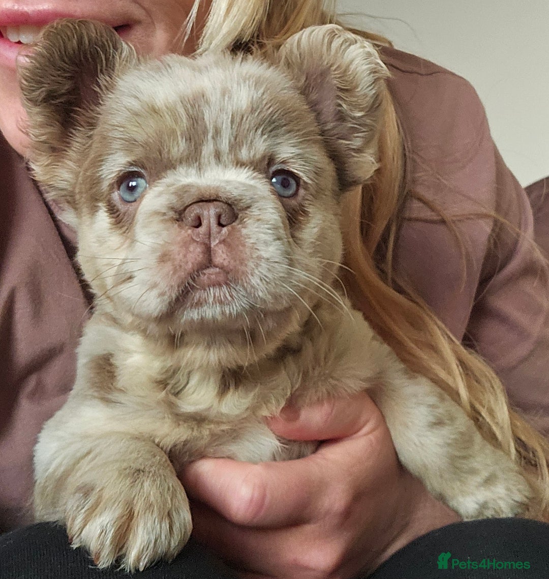 French Bulldog dogs for sale: Ready to leave French Bulldog Visual fluffies - Advert 11
