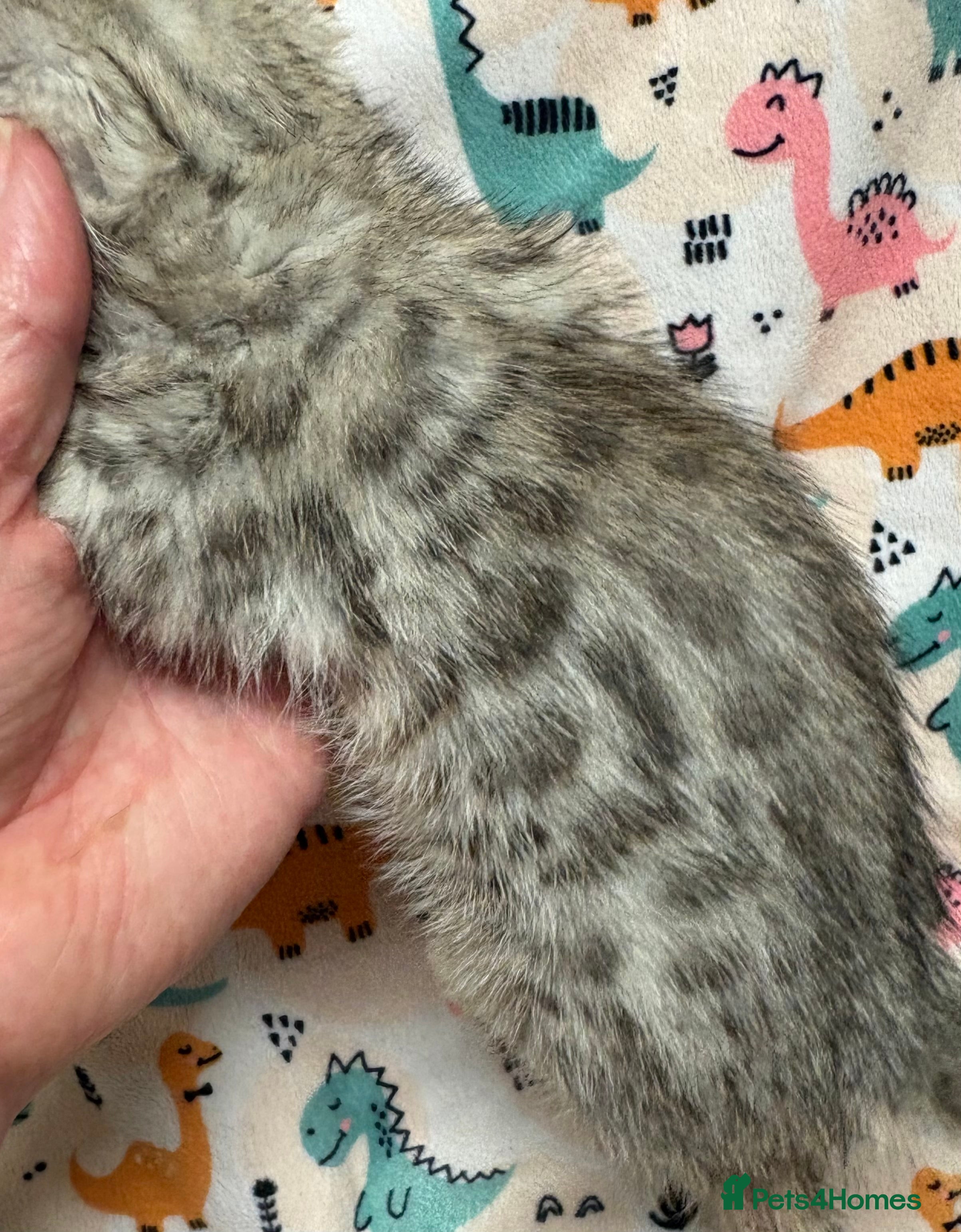 Bengal cats Stunning Tica reg Bengal kittens  - Advert 16