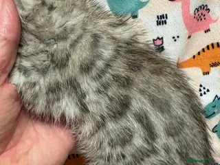 Bengal cats Stunning Tica reg Bengal kittens - Advert 16