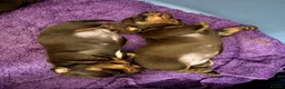 Miniature Dachshund dogs for sale: Two beautiful miniature Dacshund chocolate girls in Glasgow - Advert 4