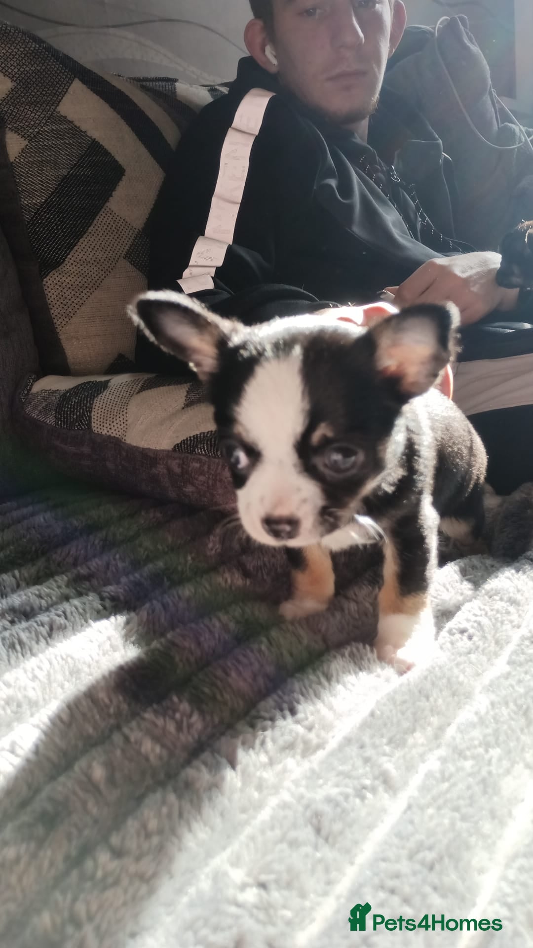 Chihuahua dogs Chihuahua boy for sale - Advert 1