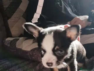 Chihuahua dogs Chihuahua boy for sale - Advert 12