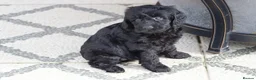 Cockapoo dogs for sale: Beautiful Cockapoo puppies for sale  - Advert 18