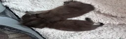 Mixed Breed cats for sale: Twin females - Advert 5