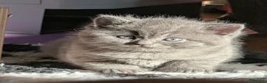 British Shorthair 2
