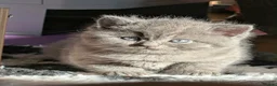 British Shorthair cats for sale: Beautiful litter of British long/shorthair kittens - Advert 7