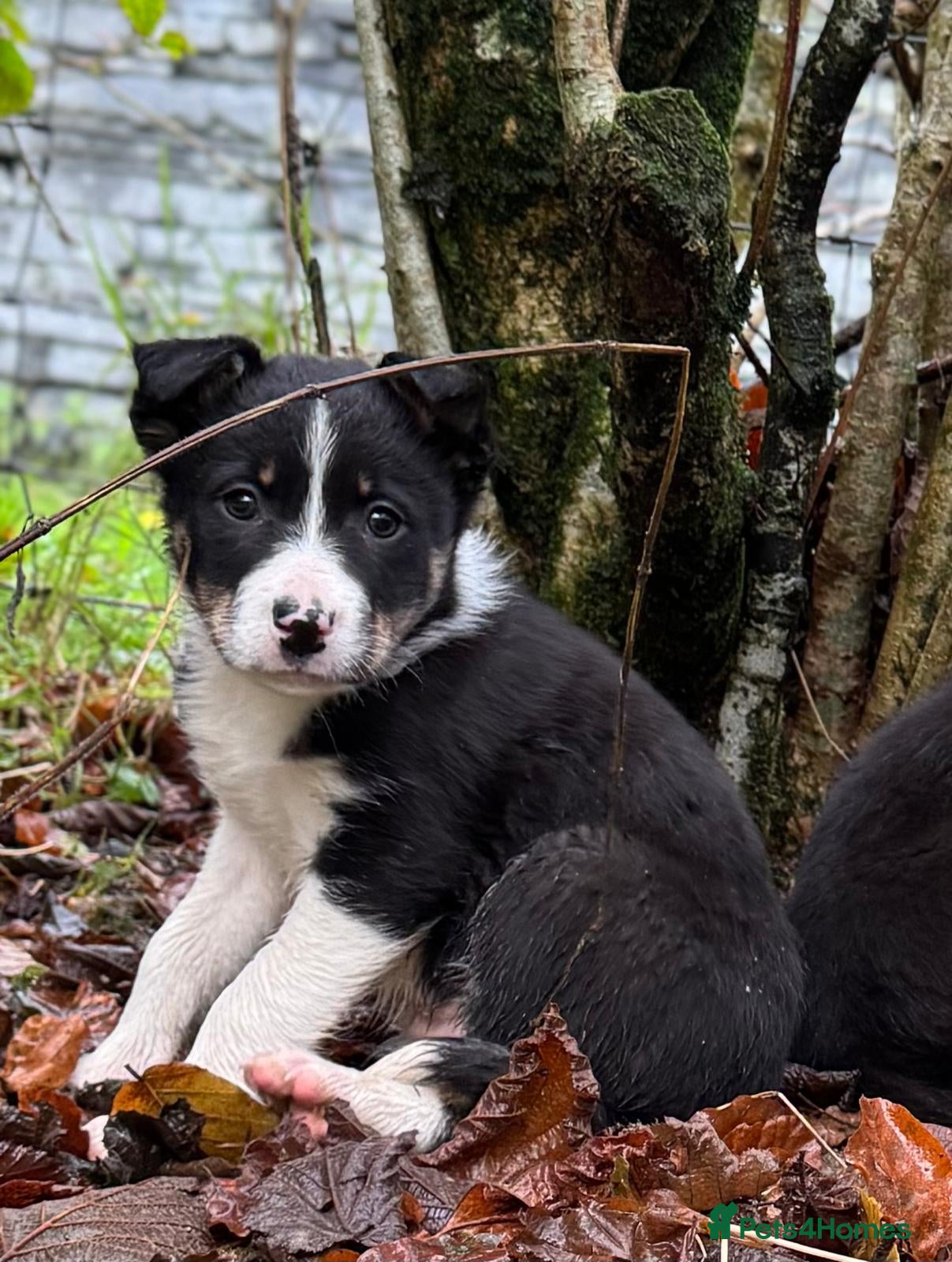 Border Collie dogs ISDS Border Collie Pups - Advert 4