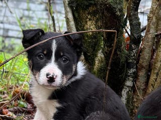 Border Collie dogs ISDS Border Collie Pups - Advert 4