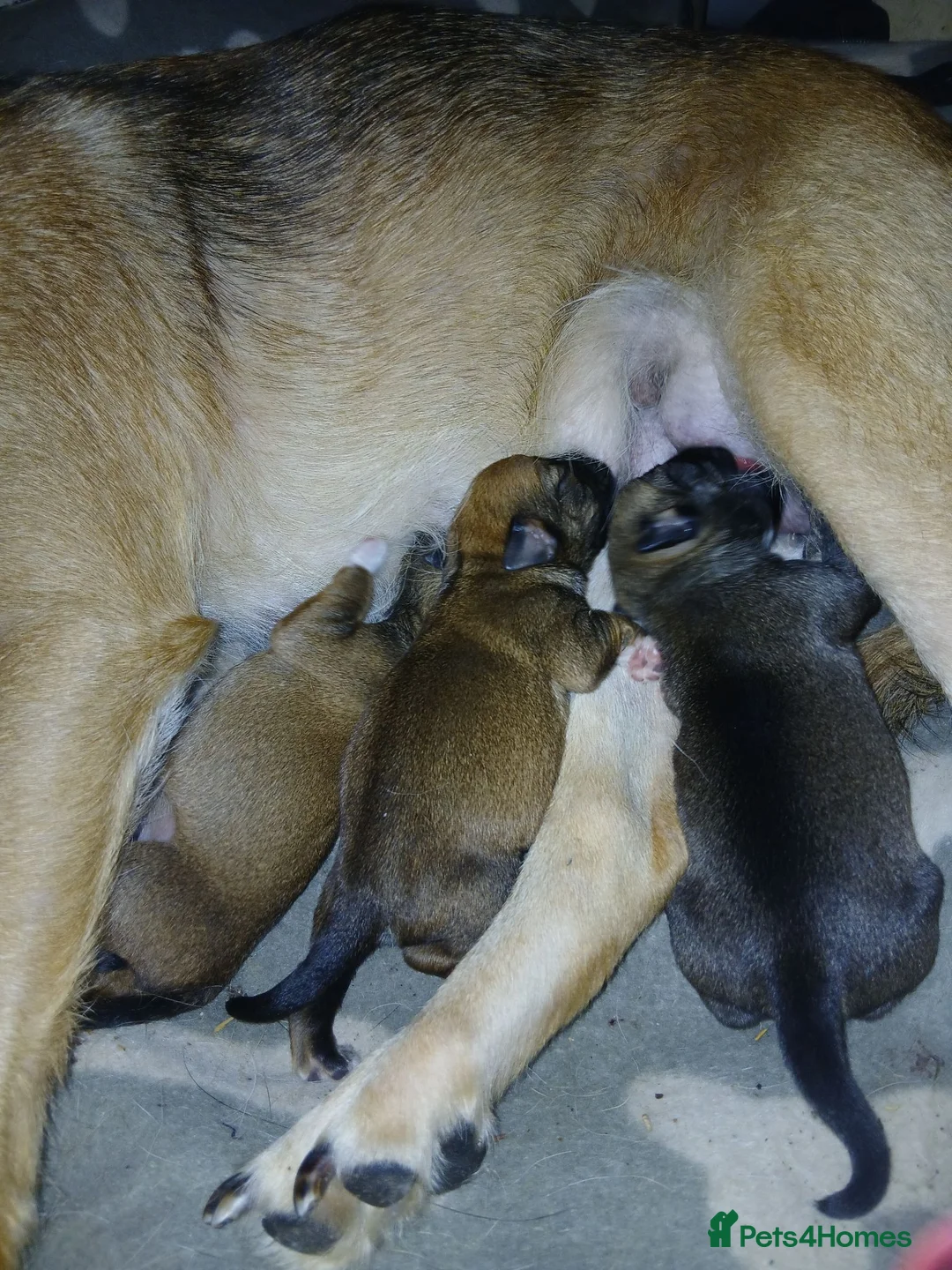 Mixed Breed dogs for sale: Beautiful playfull puppies for sale in Leighton Buzzard - Advert 11