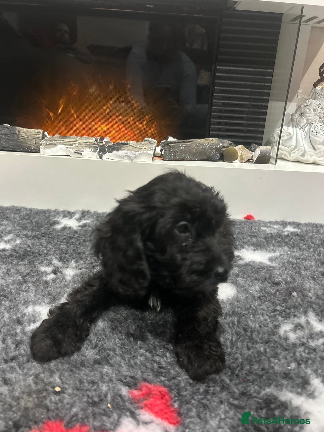 Cockapoo dogs for sale: F1B Cockapoos Pups - Advert 12