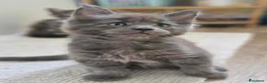 Maine Coon 1