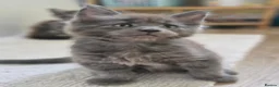 Maine Coon cats for sale: Dear Maine Coon kittens are looking for new homes! in Boston - Advert 4