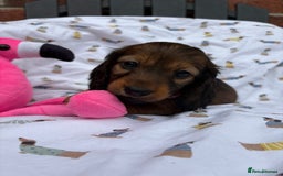 Miniature Dachshund dogs for sale: Amazing Champ Bloodlines Mini Dachshunds ✨ - Image 27
