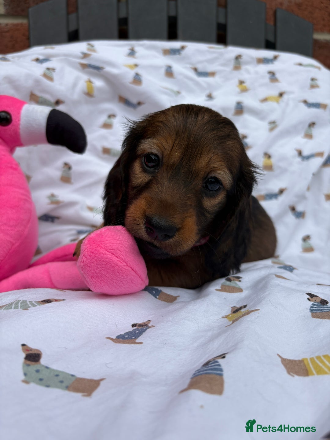 Miniature Dachshund dogs for sale: Amazing Champ Bloodlines Mini Dachshunds ✨ - Image 27