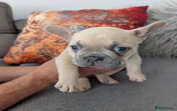 French Bulldog dogs for sale: Charming selection of French Bulldog Puppies - Image 7