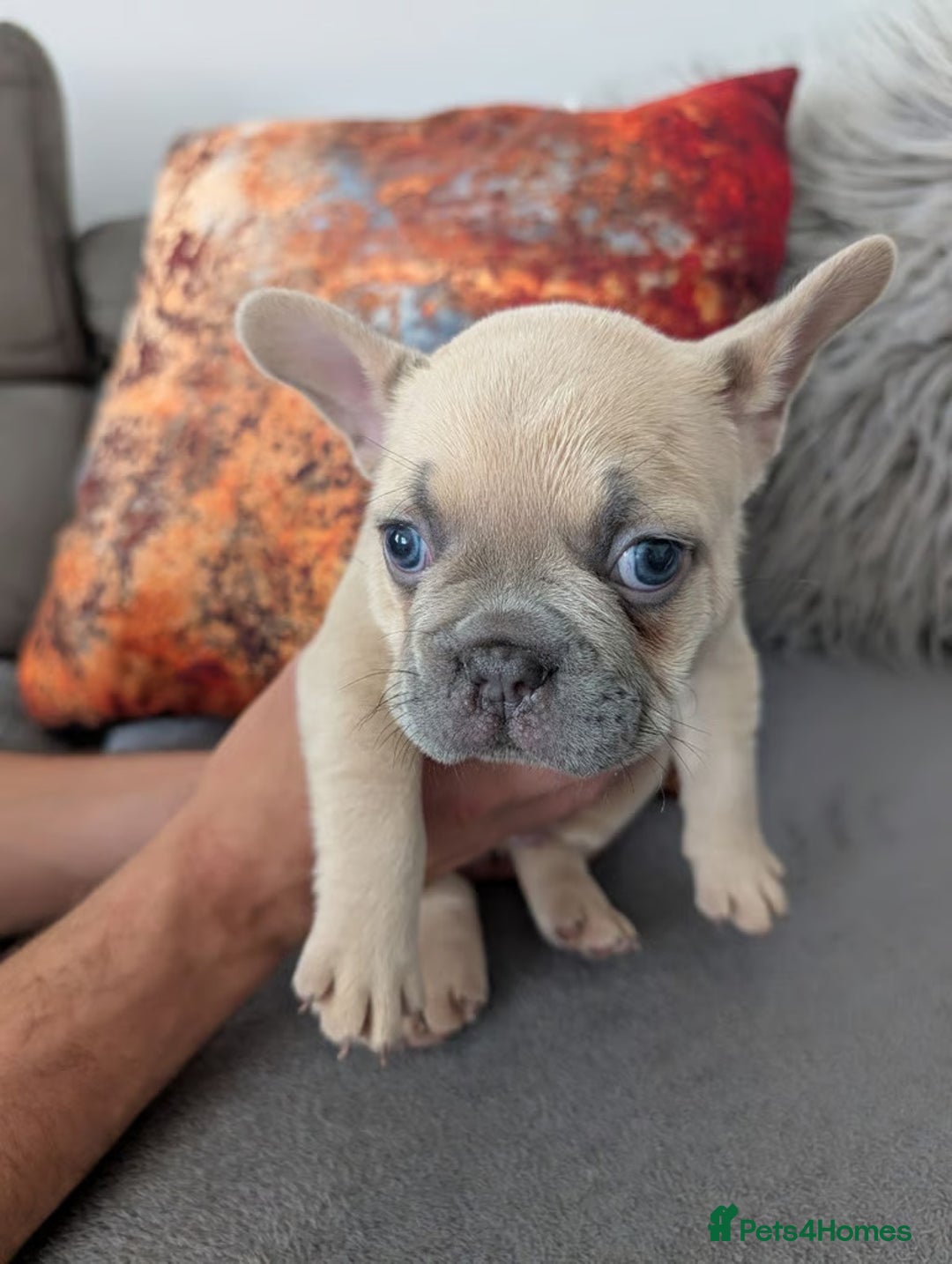 French Bulldog dogs for sale: Charming selection of French Bulldog Puppies - Image 7