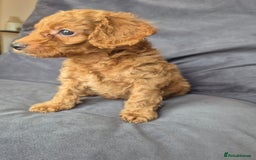 Cockapoo dogs for sale: F1b Cockapoo - ready this weekend - Image 30