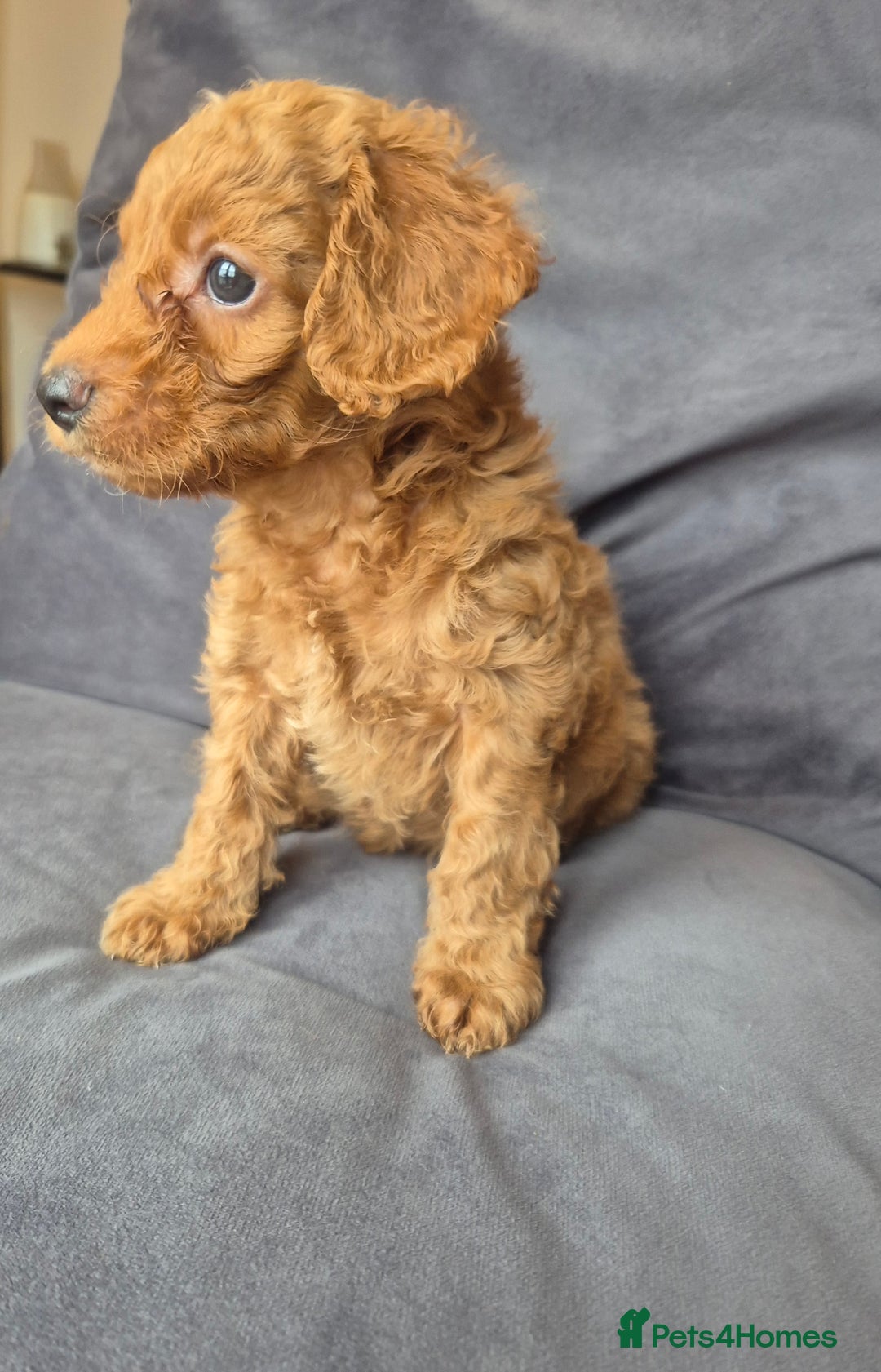 Cockapoo dogs for sale: F1b Cockapoo - ready this weekend - Image 30