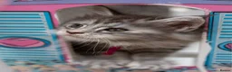 Maine Coon cats for sale: GCCF kittens champion line & outstanding pedigree - Advert 8