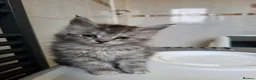 Maine Coon cats for sale: Pedigree TICA Registered Maine Coon Kittens - Advert 16