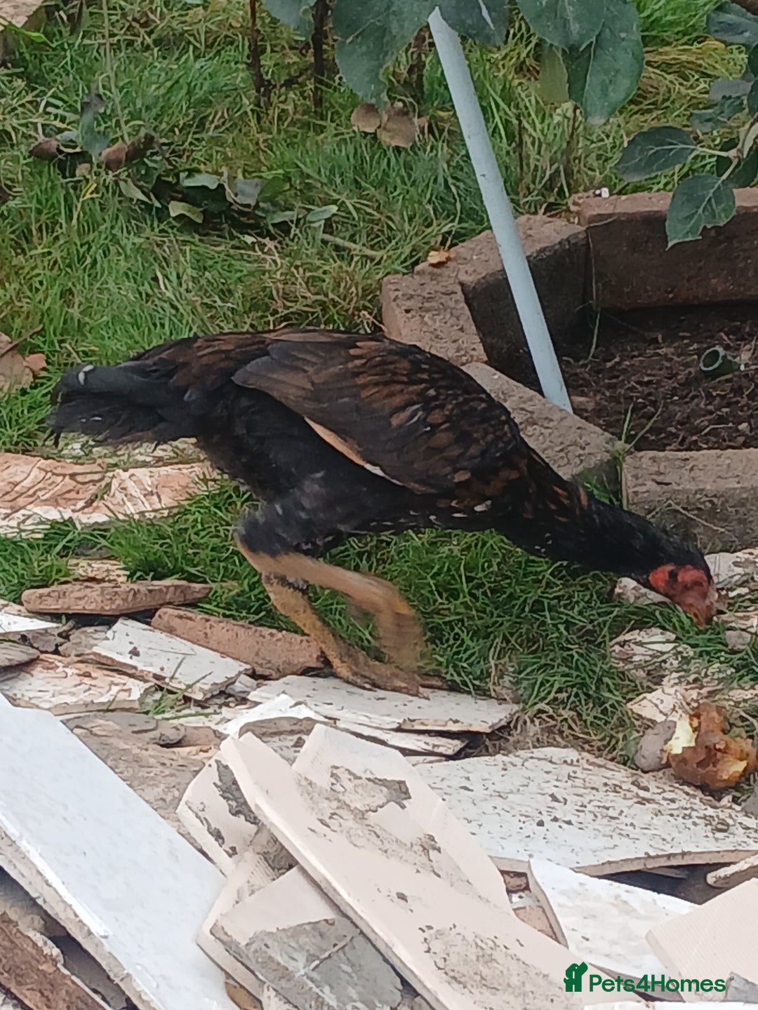 Chickens poultry for sale: These are all different breeds - Image 7