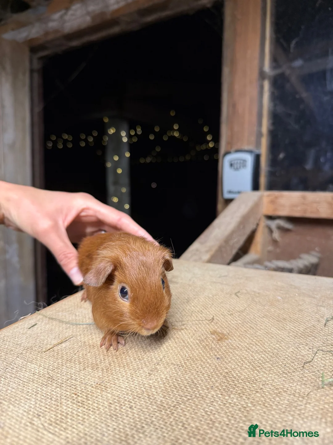 Guinea Pig rodents for sale: Gold satin baby sow guinea pig  - Advert 2