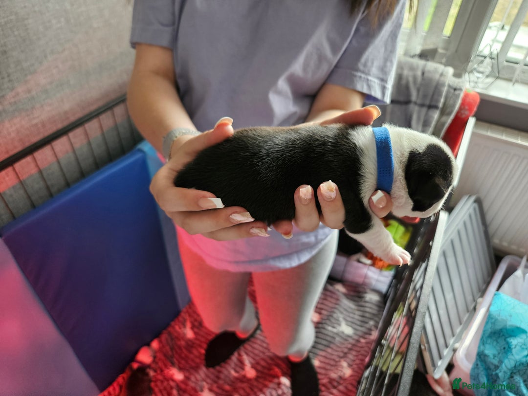 Mixed Breed dogs for sale: Frenchton Pups - Image 8