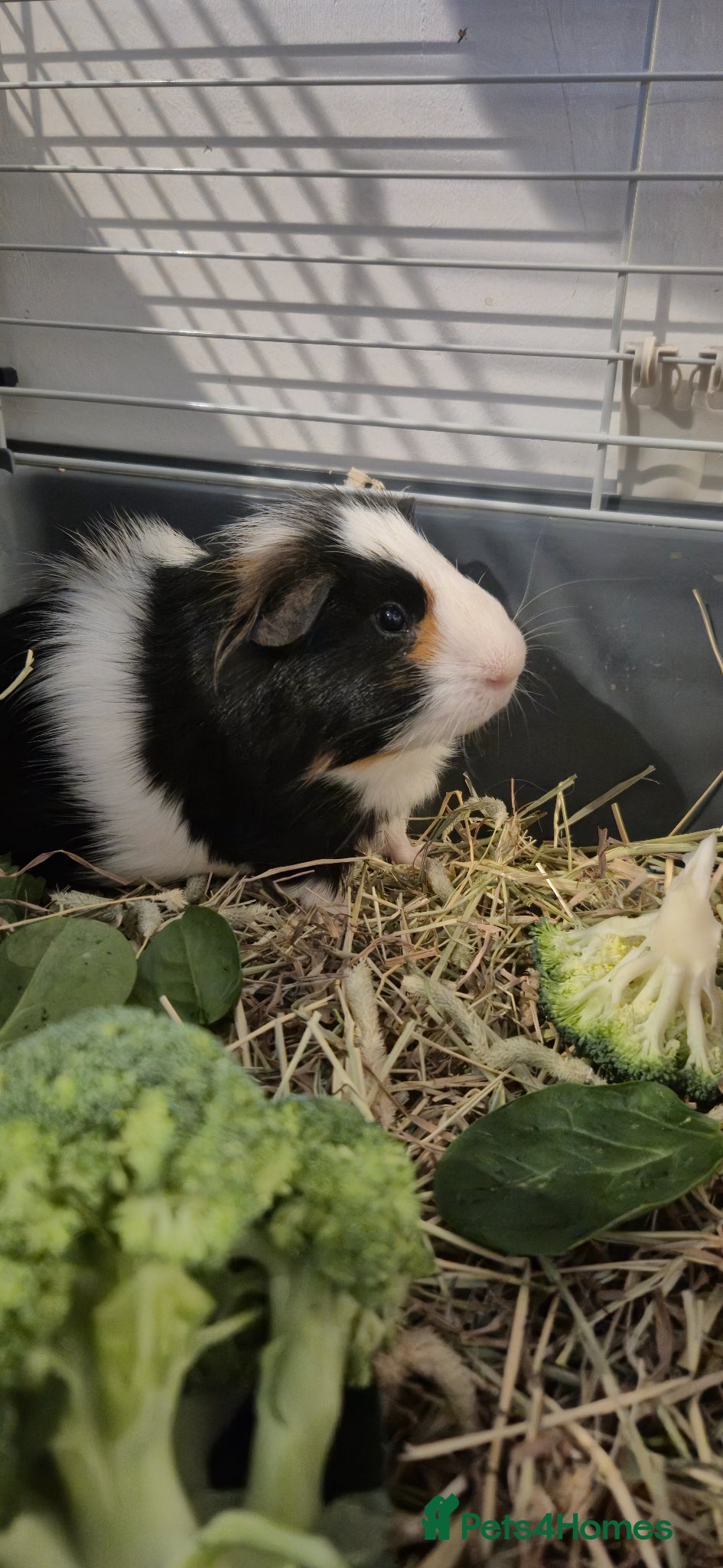 Guinea Pig rodents Male Guinea Pig  - Advert 4