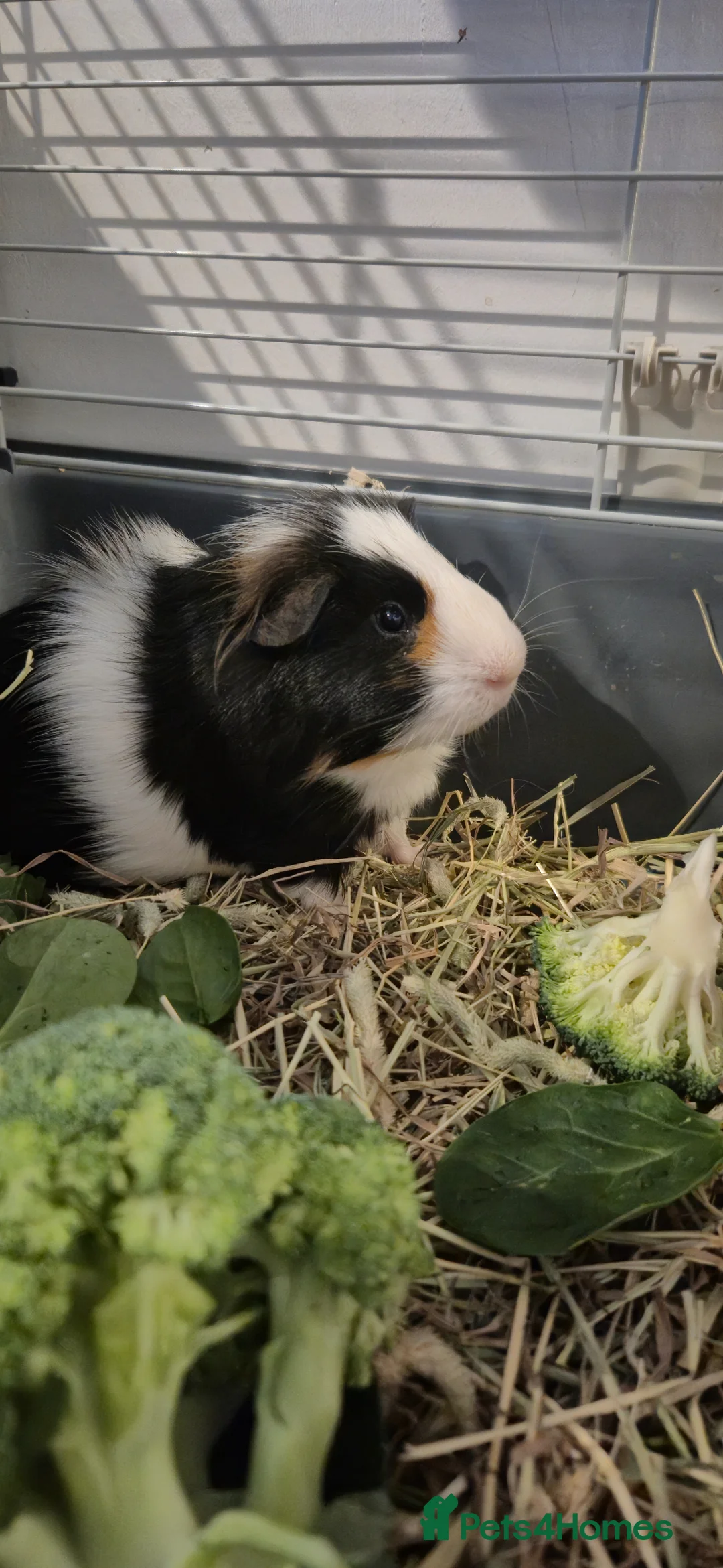 Guinea Pig rodents for sale: Male Guinea Pig  in Leicester - Advert 1