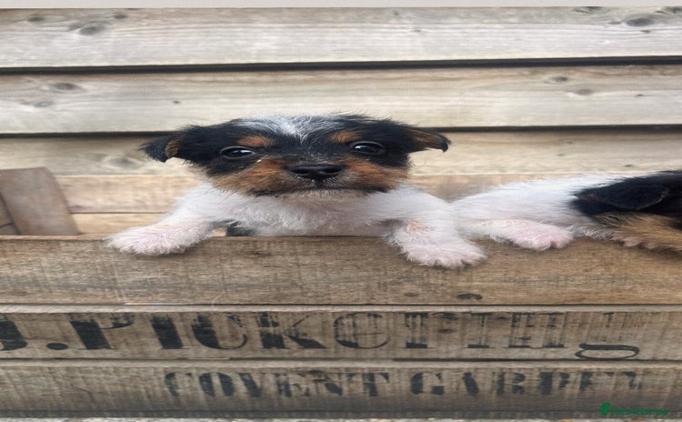 Jack Russell dogs - Advert 4