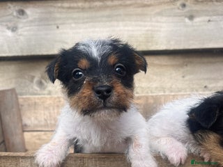 Jack Russell dogs - Advert 7