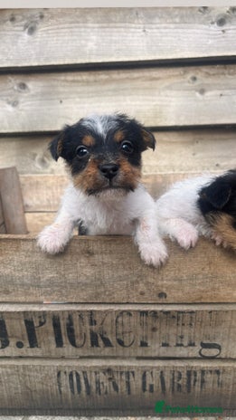 Jack Russell dogs - Advert 10