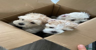 Maltipoo dogs - Advert 2
