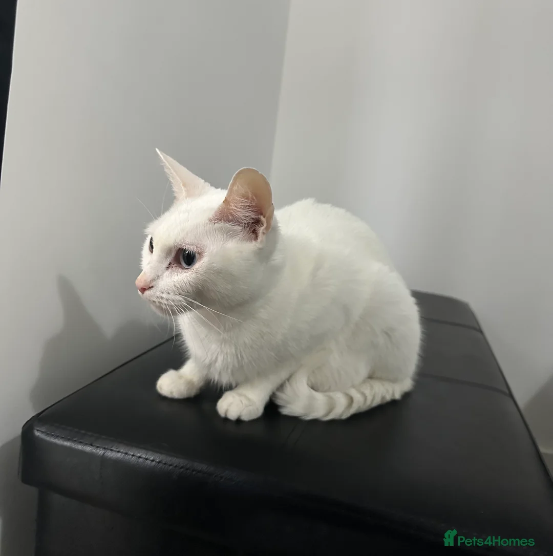 Turkish Angora cats for sale: Full white Female🐱 😍 - Advert 14