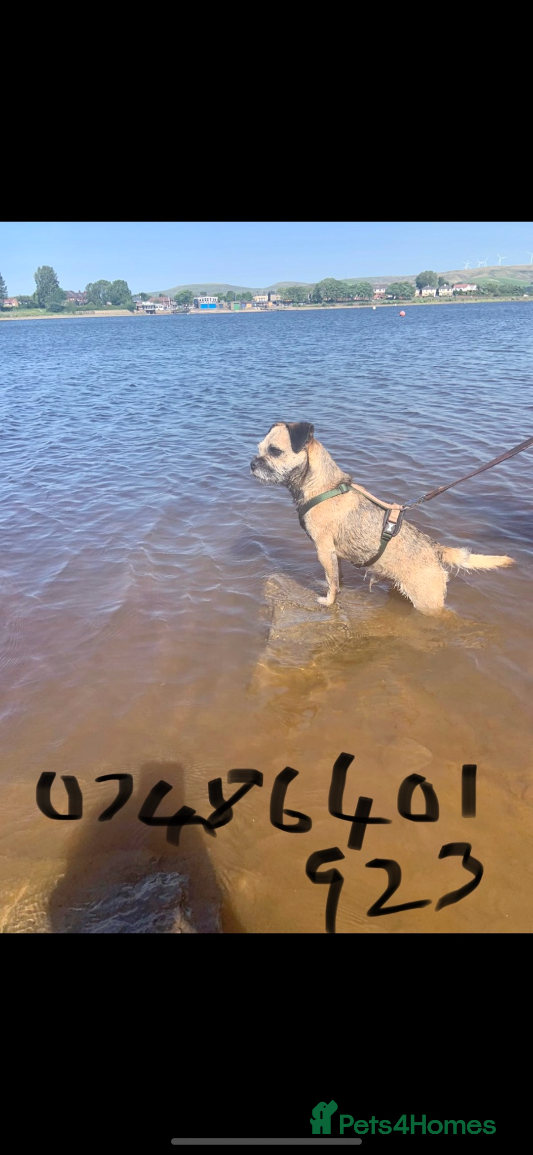 Border Terrier dogs for stud: Great studs  in Rochdale - Image 5