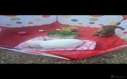 French Lop rabbits for sale: 2 female French lop rabbits and brand new hutch - Image 8
