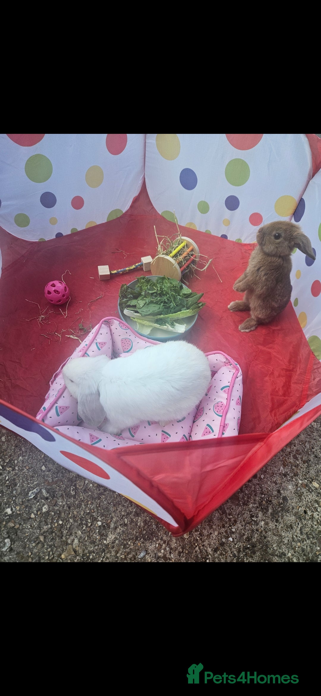 French Lop rabbits for sale: 2 female French lop rabbits and brand new hutch - Image 8