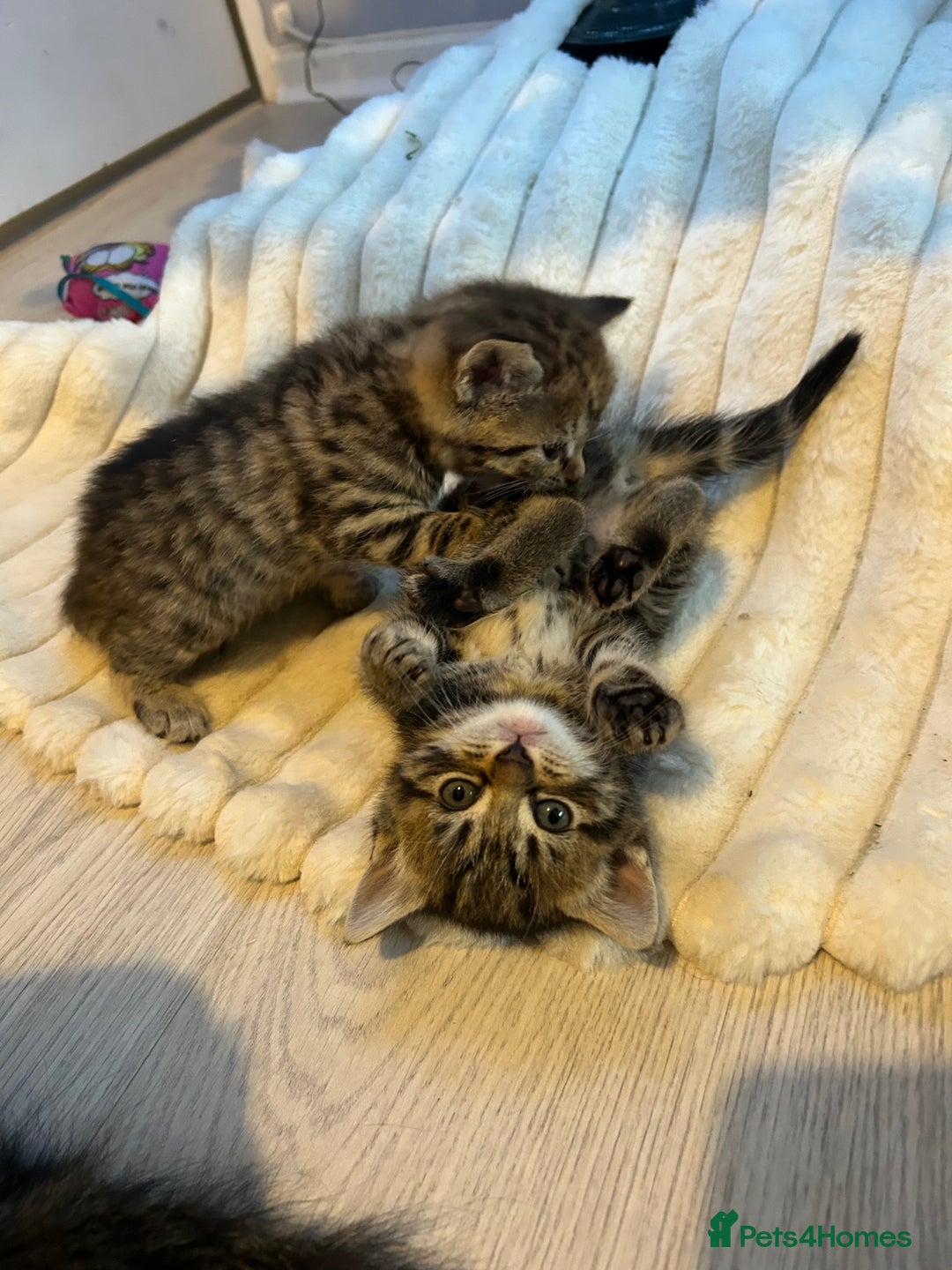 Mixed Breed cats for sale: 4 gorgeous kittens ready for amazing homes  - Advert 1