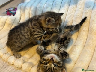 Mixed Breed cats 4 gorgeous kittens ready for amazing homes - Advert 1