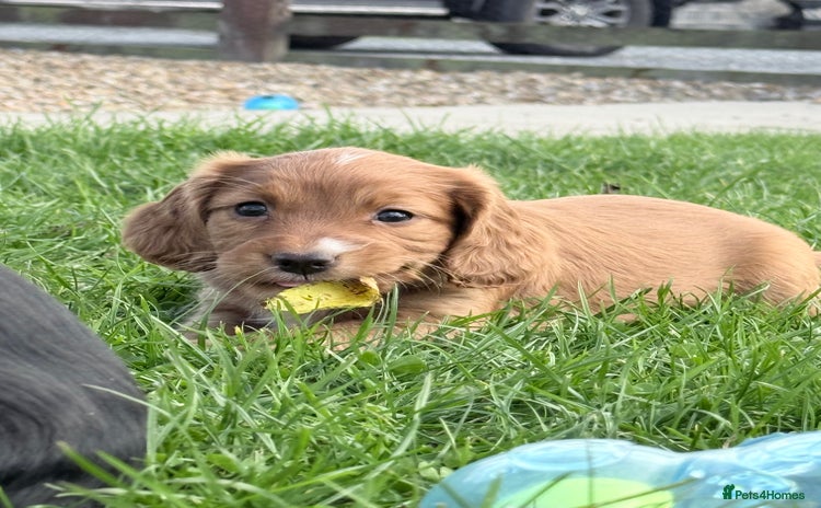 Cocker Spaniel dogs - Advert 15
