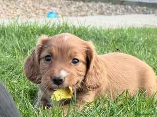 Cocker Spaniel dogs - Advert 6