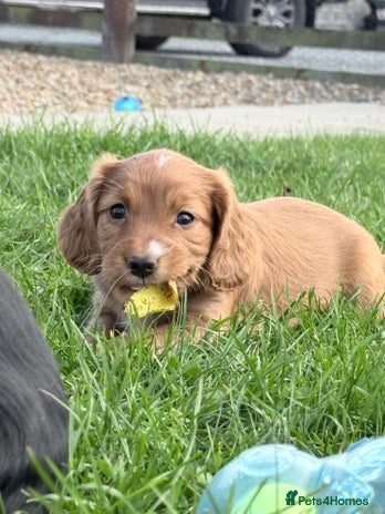 Cocker Spaniel dogs - Advert 15