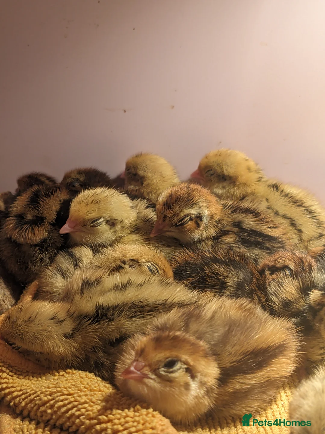 Quail poultry for sale: Jumbo Cotornix Quail - hatching eggs, chicks - Advert 1