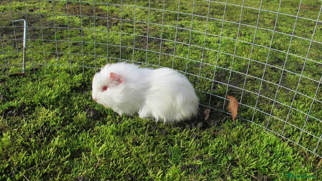 Guinea Pig rodents for sale: Male & Female guinea pigs various types & colours - Advert 15
