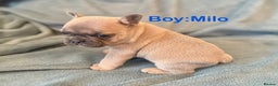 French Bulldog dogs for sale: Only 2 Girls left:French Bull Dog Puppies - Advert 29