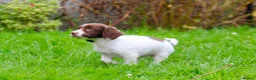 English Springer Spaniel dogs for sale: Working Line Liver And White Springer Spaniels - Advert 12