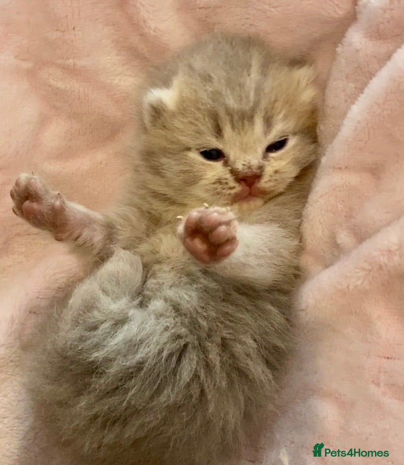 Scottish Fold cats 🧸EXTREMELY RARE FAWN CALICO SCOTTISH/BSH 😻🧸 - Advert 18