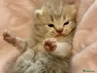 Scottish Fold cats 🧸EXTREMELY RARE FAWN CALICO SCOTTISH/BSH 😻🧸 - Advert 18